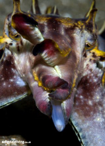Flamboyant Cuttlefish feeding and on the move ...Taken wi... by David Henshaw 
